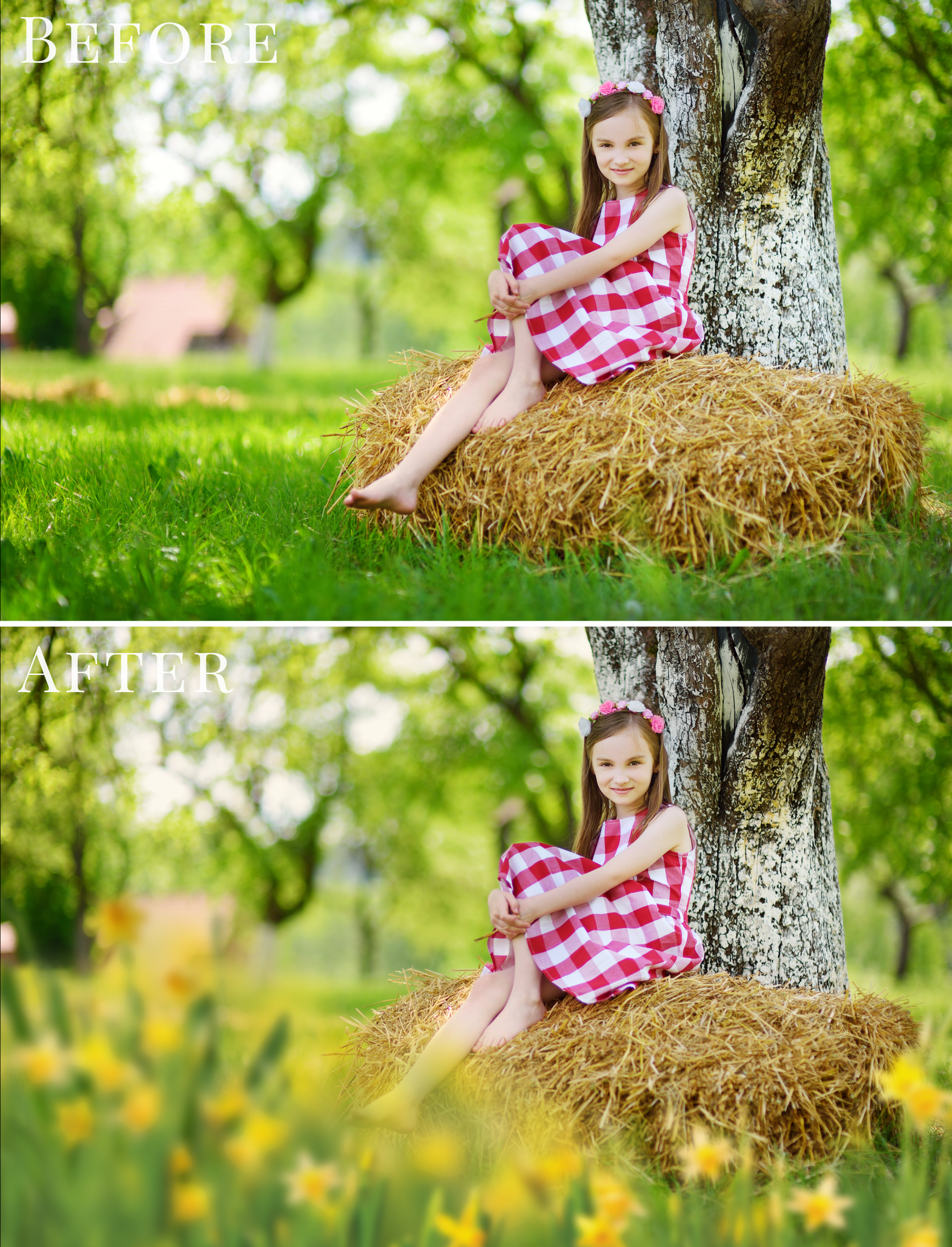 daffodils-flowers-photo-overlays