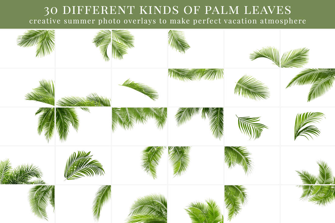 Under the Palms Photo Overlays