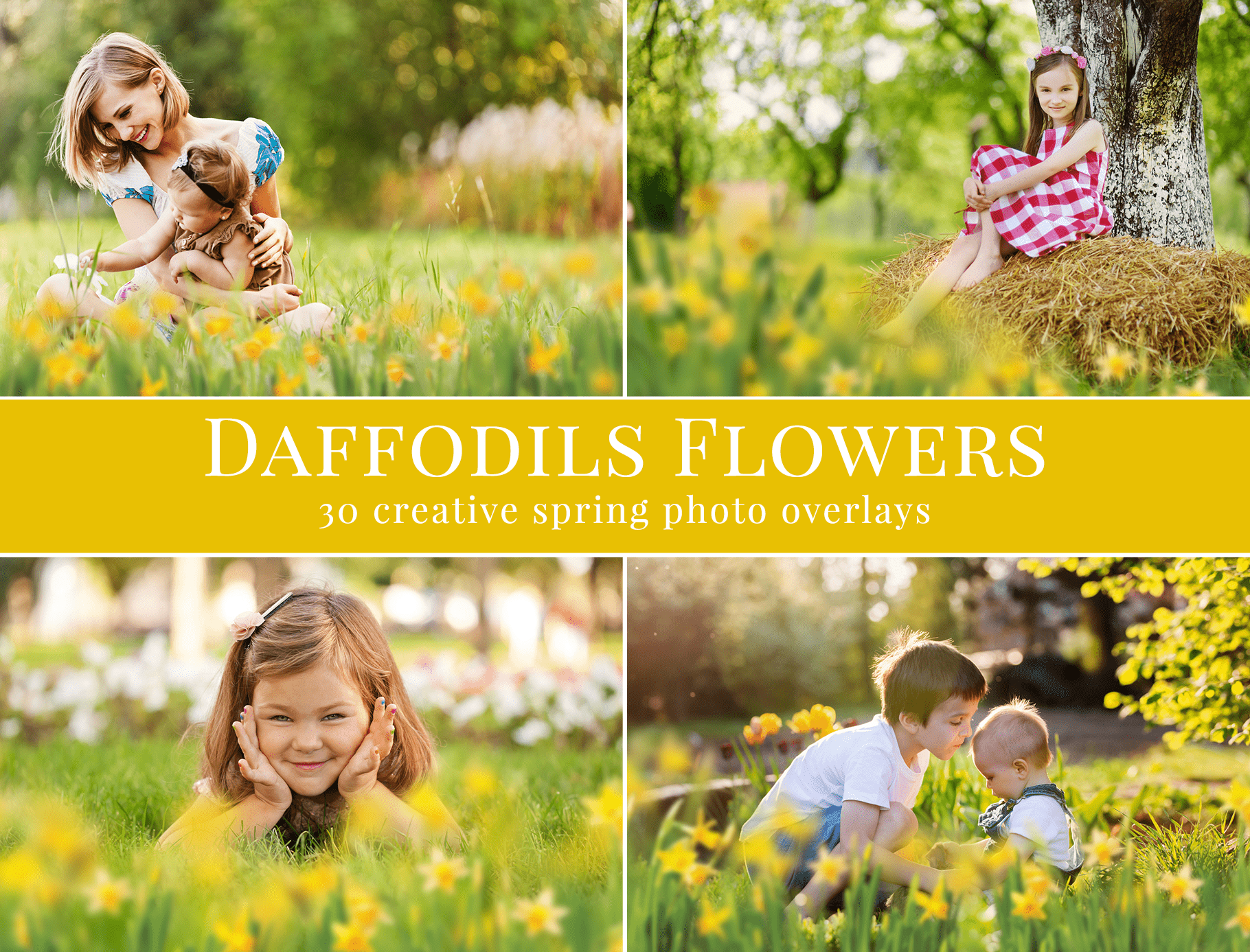 daffodils-flowers-photo-overlays