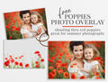 poppies photo overlay freebie