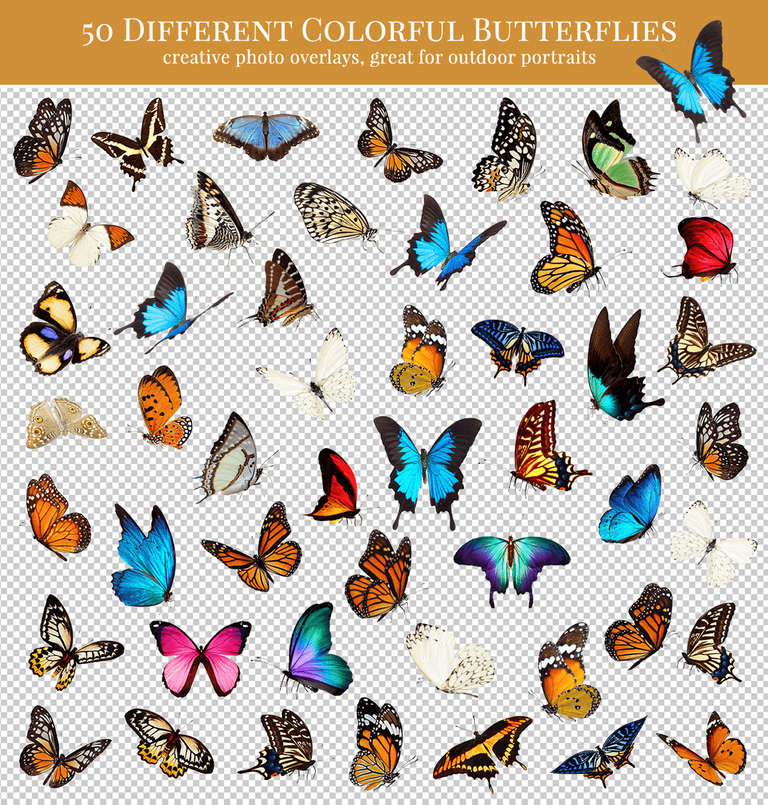 butterflies photo overlays