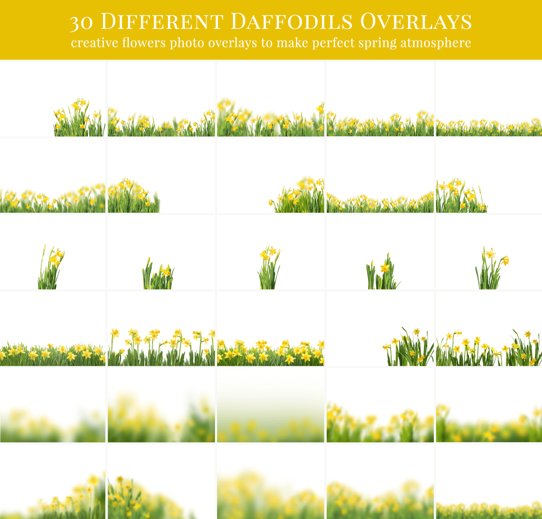 daffodils-flowers-photo-overlays