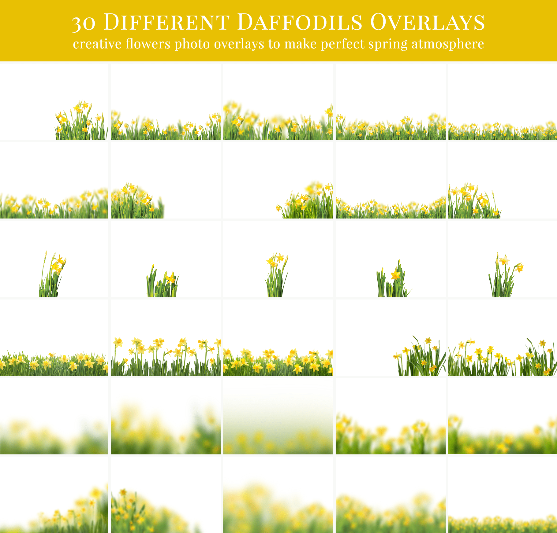 daffodils-flowers-photo-overlays