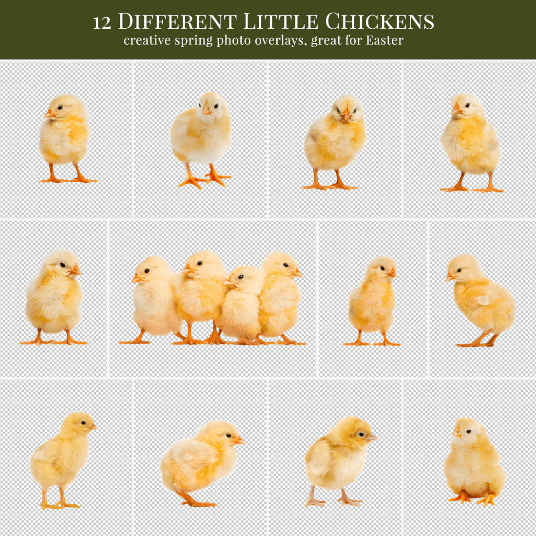 spring chickens overlays