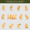 spring chickens overlays