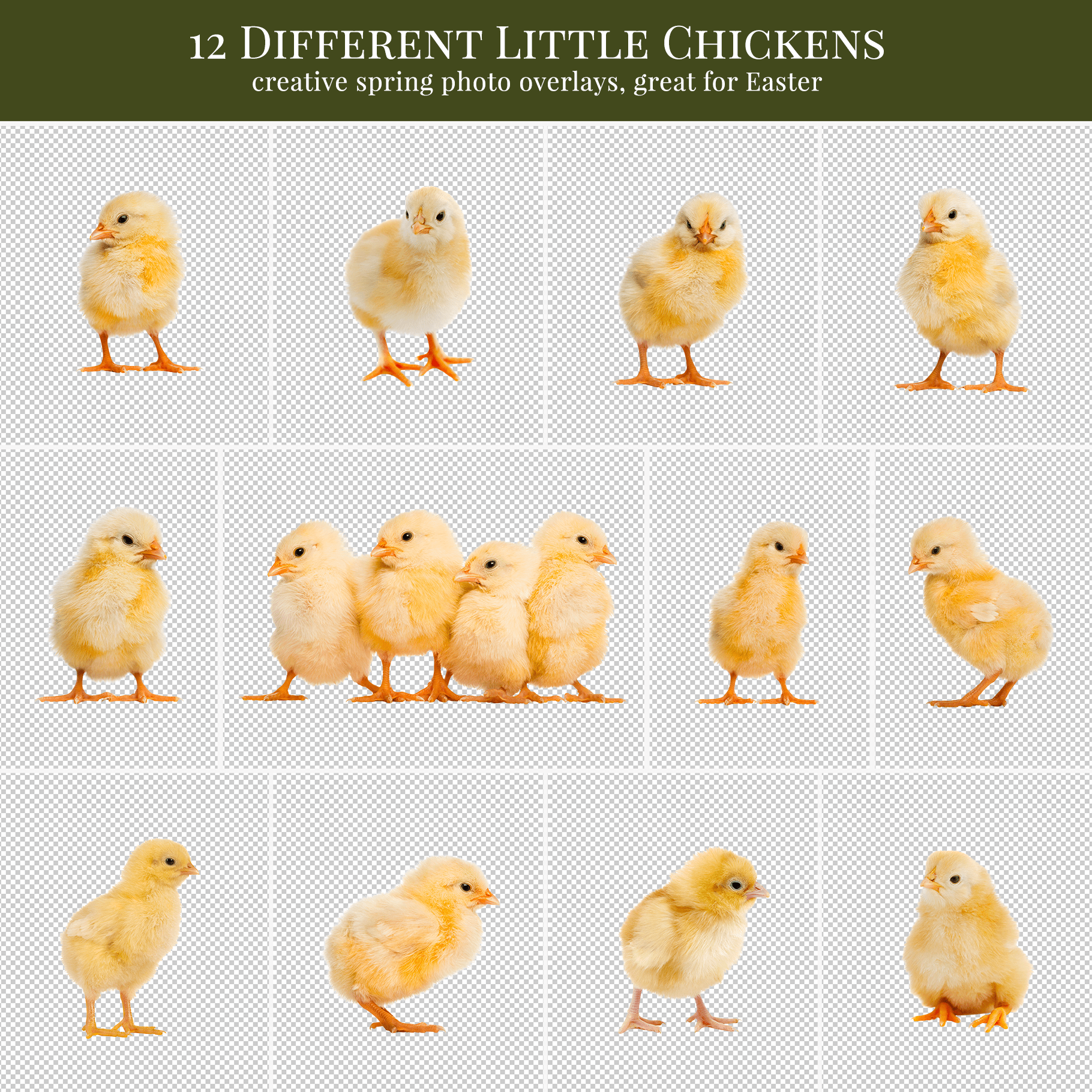 spring chickens overlays