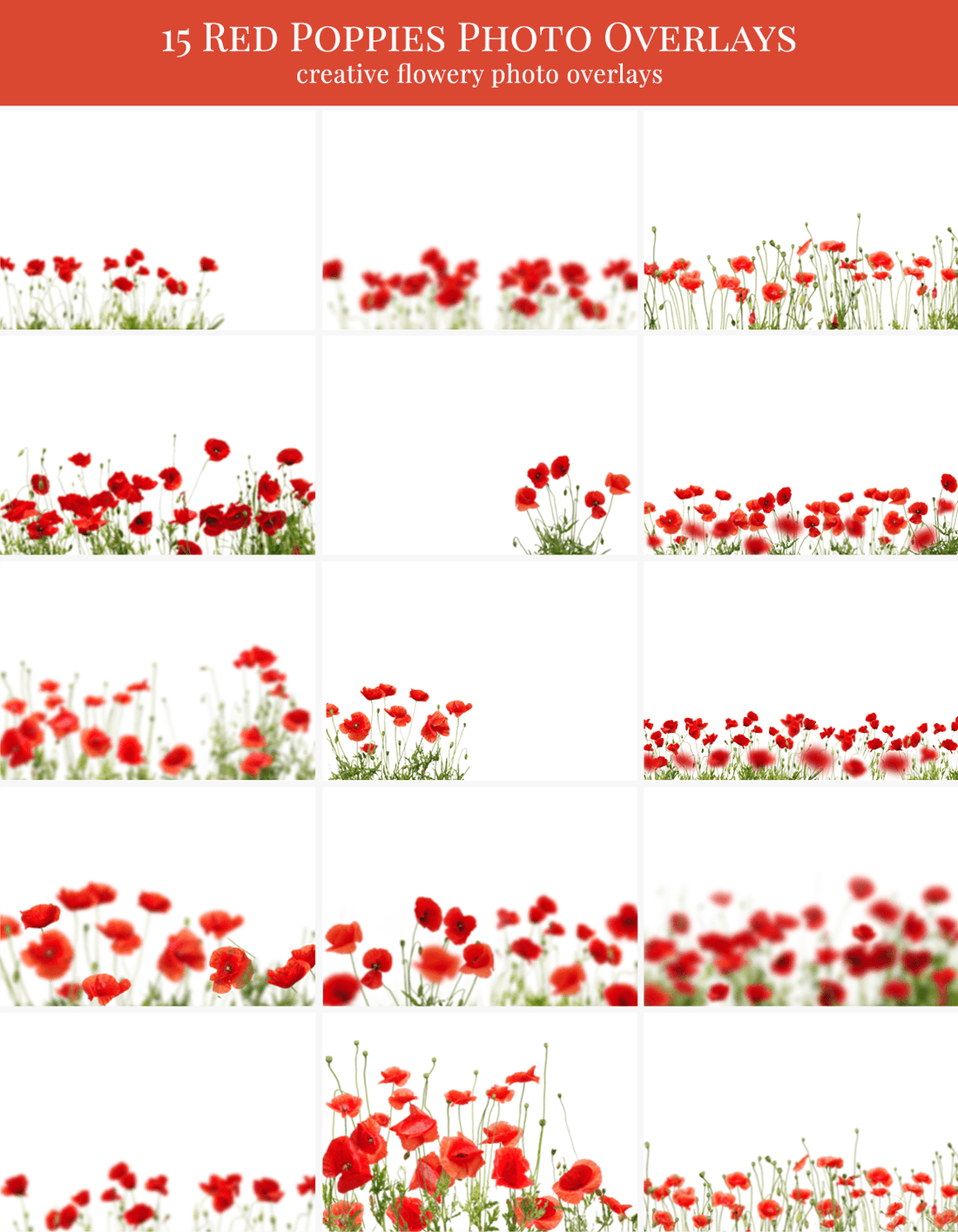poppies photo overlay freebie