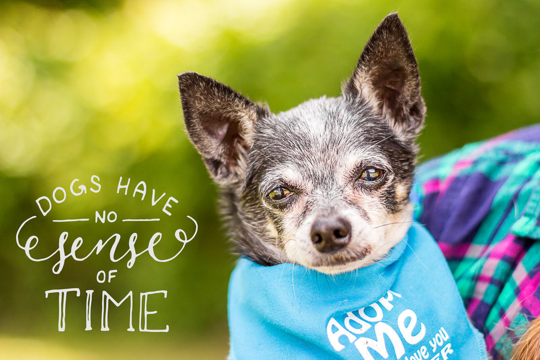 Support Adoption Wording Photo Overlays Vol.1