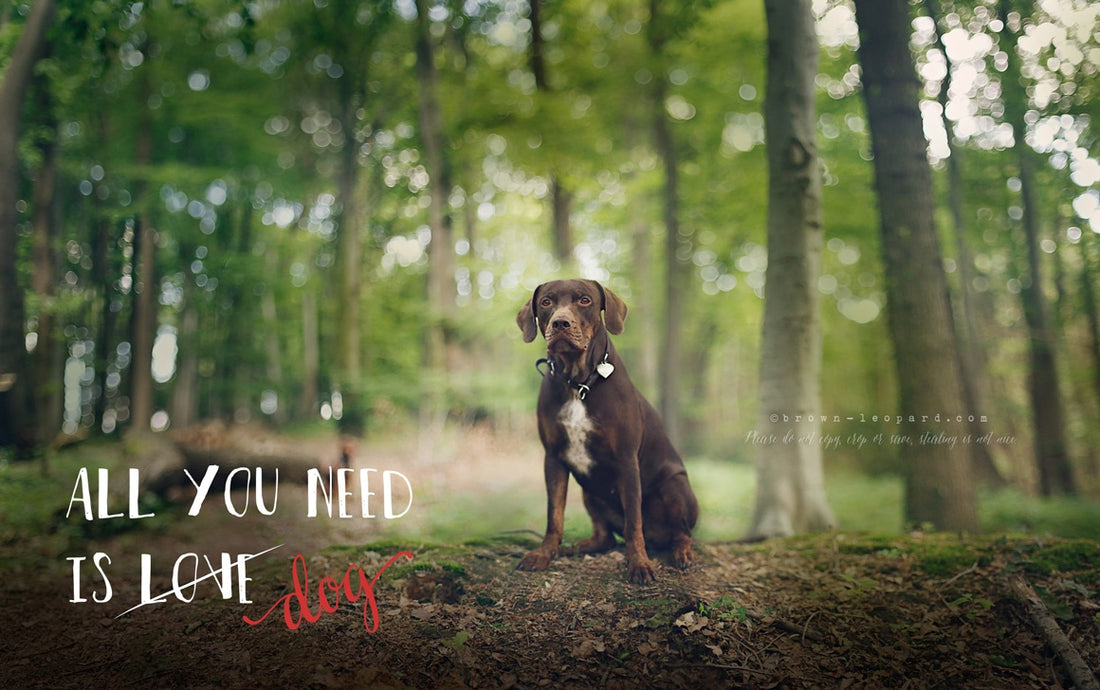 Support Adoption Wording Photo Overlays Vol.3