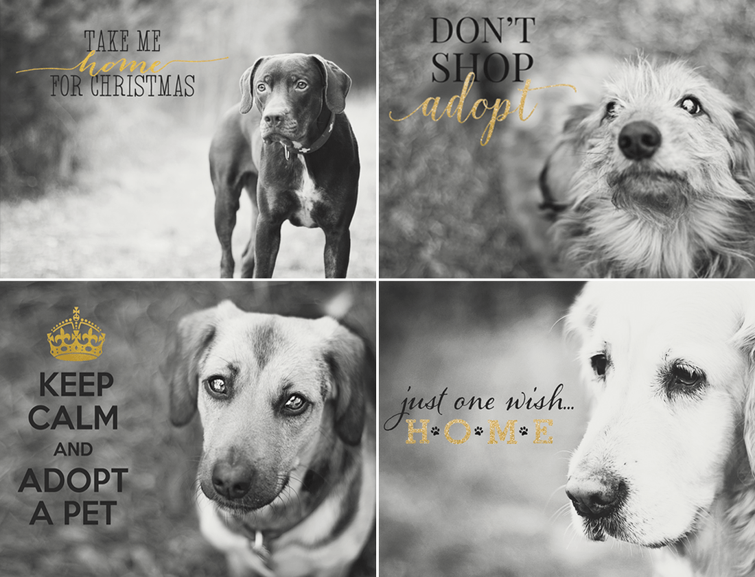 Support Adoption Wording Photo Overlays Vol.2