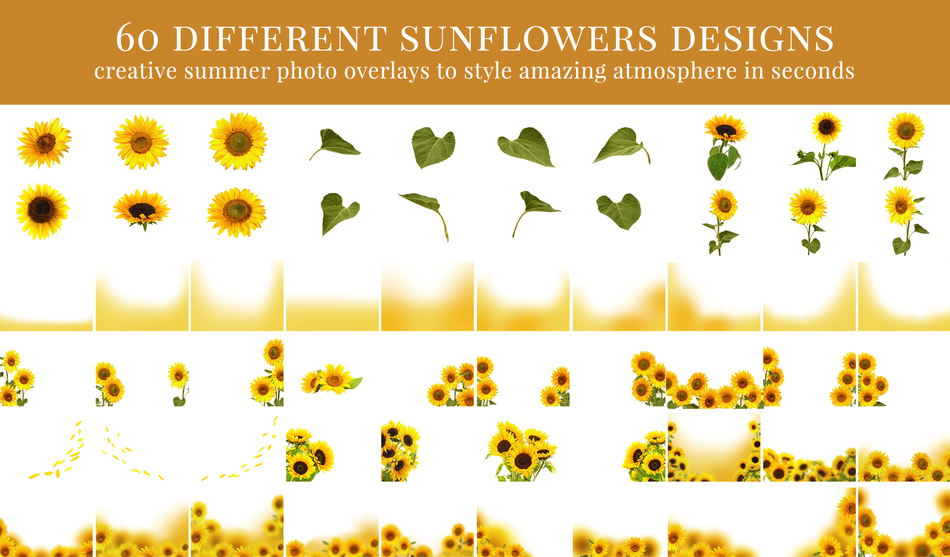 sunflower photo overlays