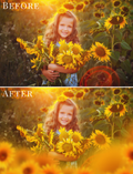sunflower photo overlays