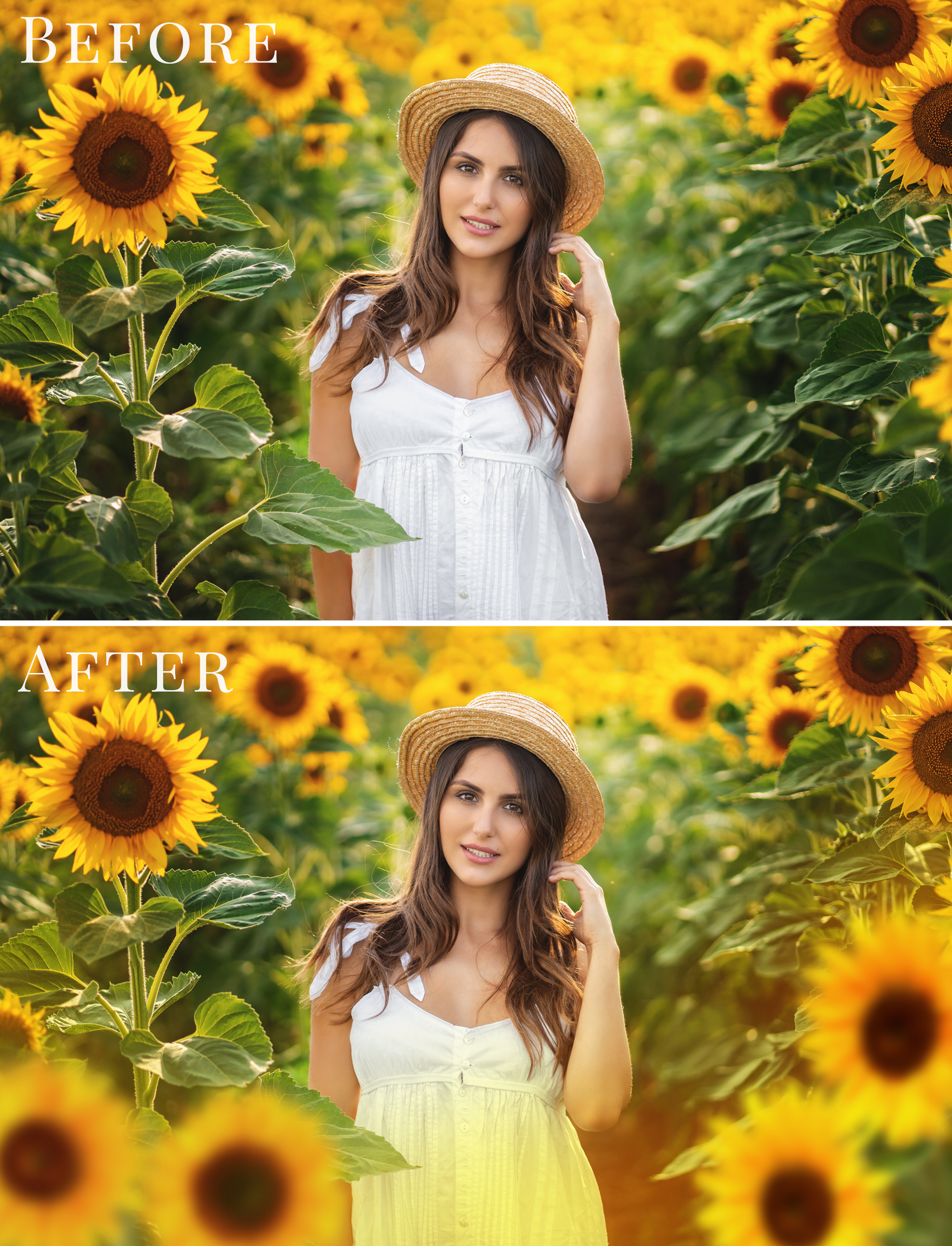 sunflower photo overlays
