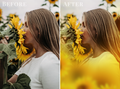 sunflower photo overlays