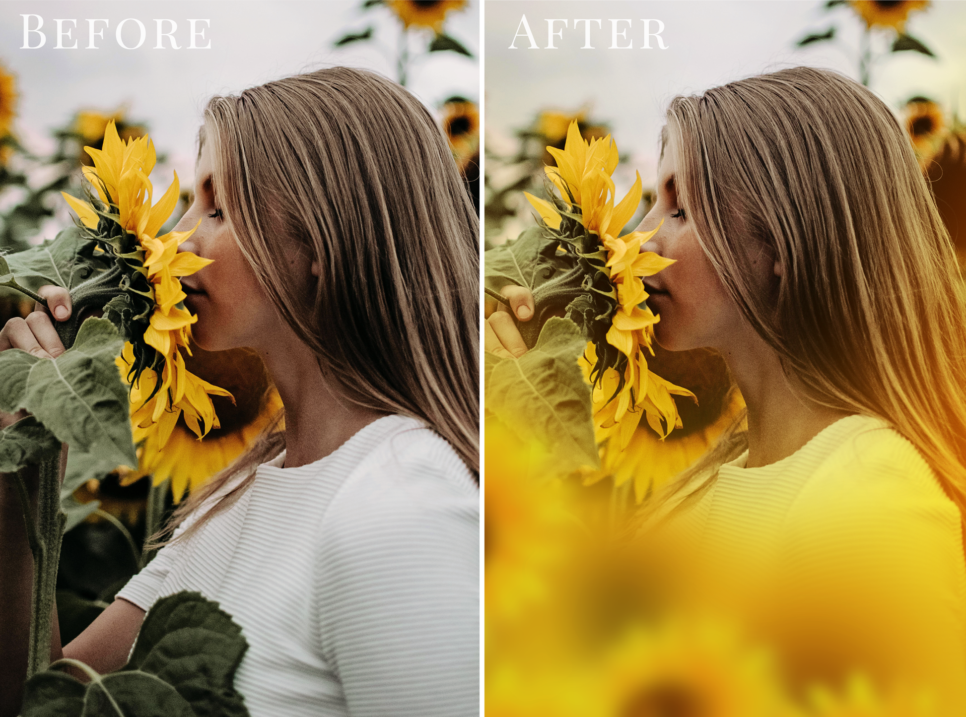 sunflower photo overlays