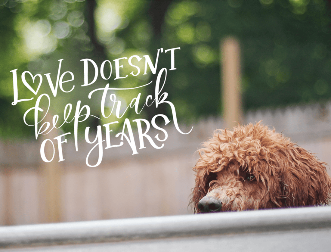 Support Senior Dogs Adoption WordArt Photo Overlays