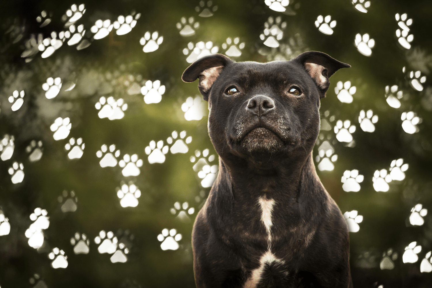 After-Dog Paws Bokeh photo overlays