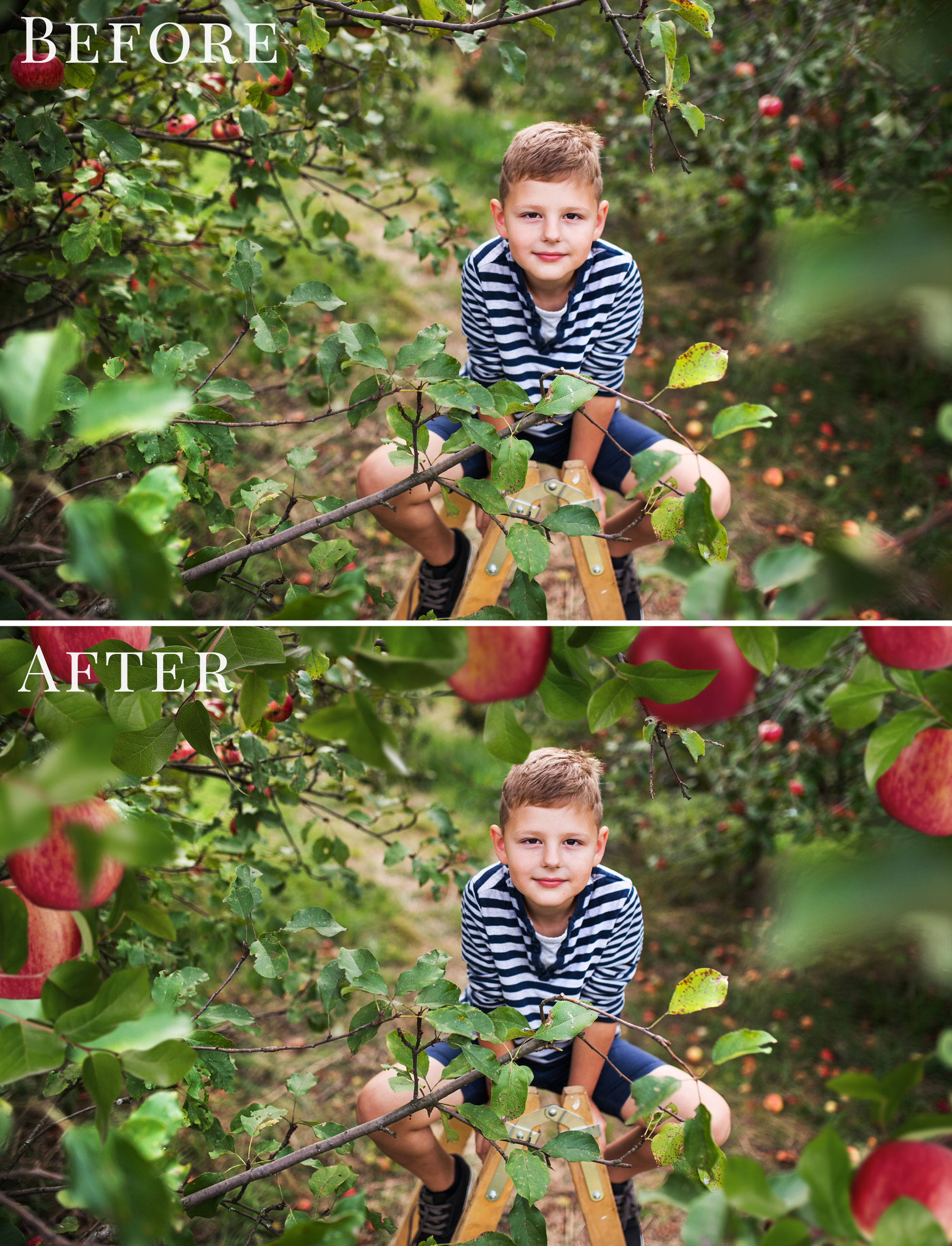 apple orchard photo overlays